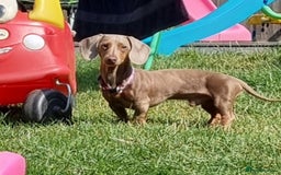 Miniature Dachshund dogs for stud: PROVEN KC Reg Miniature dachshund stud isabellatan - Advert 1