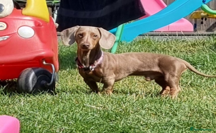 Miniature Dachshund dogs PROVEN KC Reg Miniature dachshund stud isabellatan - Advert 1