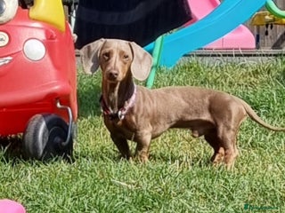 Miniature Dachshund dogs PROVEN KC Reg Miniature dachshund stud isabellatan - Advert 1