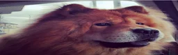 Chow Chow dogs for sale: 7 year old chow chow male red  - Advert 2