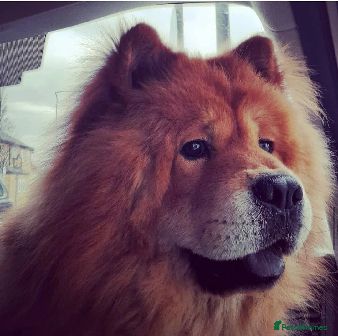 Chow Chow dogs for sale: 7 year old chow chow male red  - Advert 2