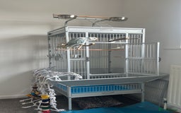Parakeets birds for sale: Indian clear tail parakeet - Image 4