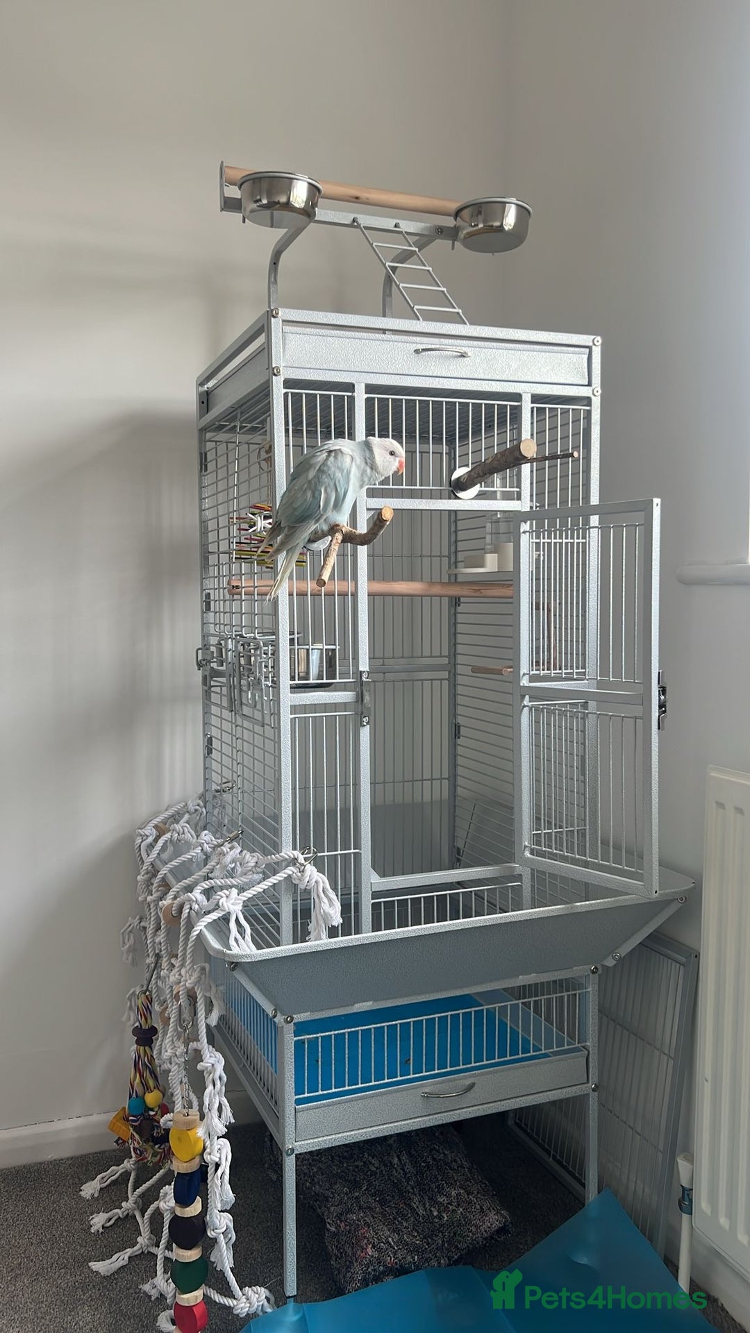 Parakeets birds for sale: Indian clear tail parakeet - Image 4