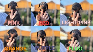 Dobermann dogs 🐾 Dobermann puppies/KC reg🐾 Top Pedigree - Advert 9