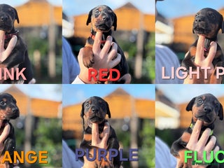 Dobermann dogs 🐾 Females available/KC reg🐾 Top Pedigree - Advert 8