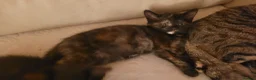 Mixed Breed cats for sale: Five Gorgeous Kittens Available! - Advert 6