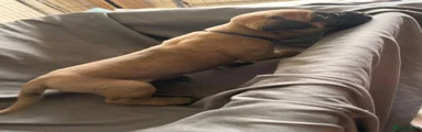 Presa Canario 4