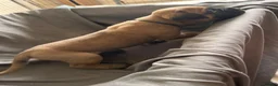 Presa Canario dogs for sale: Presa Canario Puppies Availale  - Advert 33
