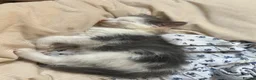 Ragdoll cats for sale: Beautiful Grey & White Ragdoll Kitten - Advert 2
