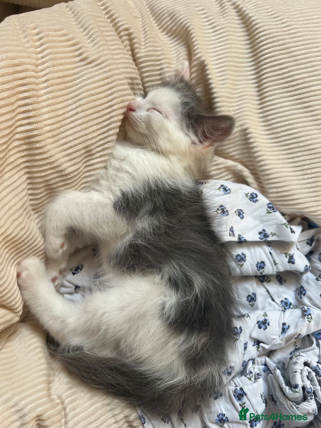 Ragdoll cats for sale: Beautiful Grey & White Ragdoll Kitten - Advert 2