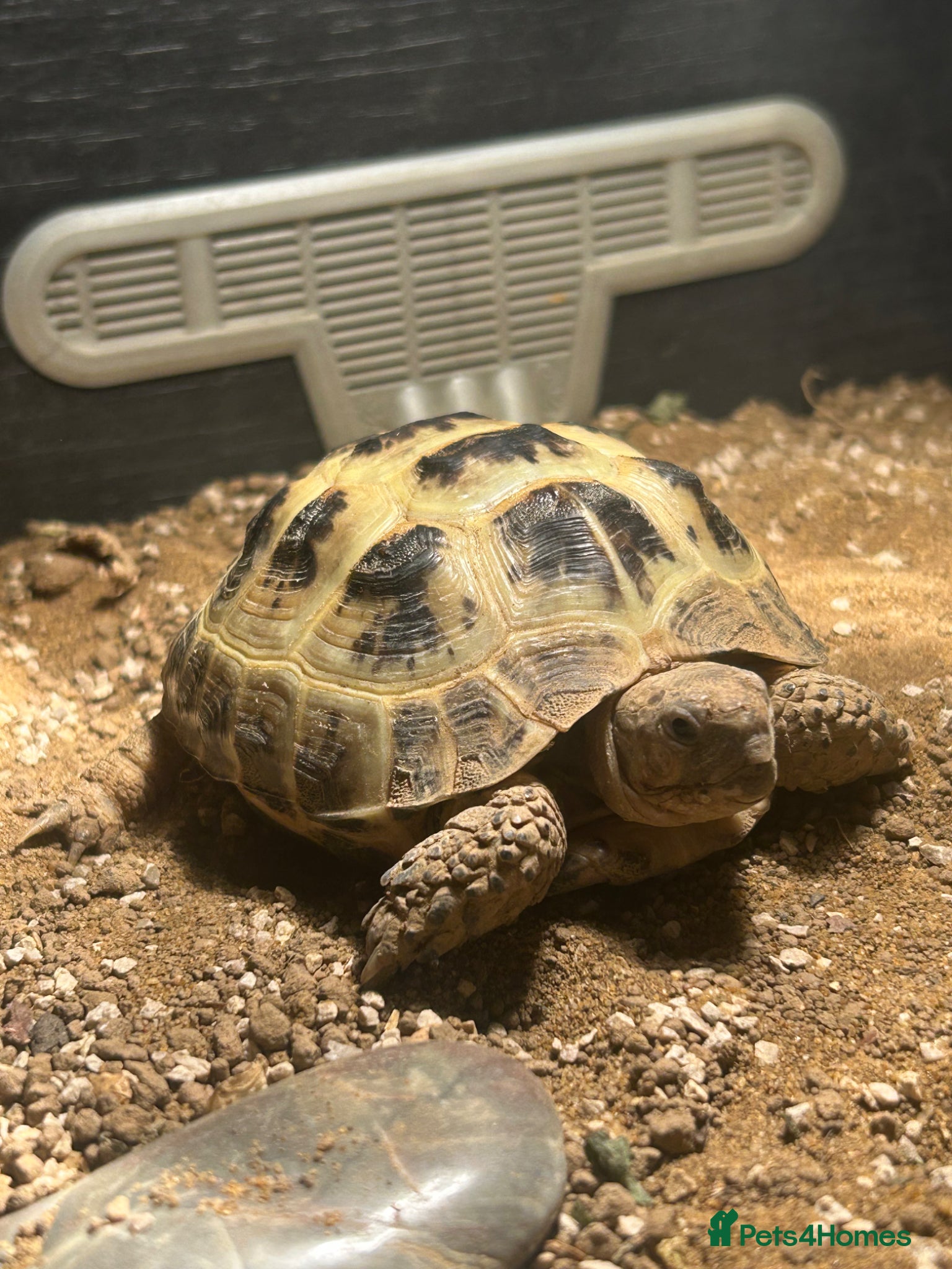 Tortoise reptiles Horsefield tortoise approx:3 years old - Advert 2