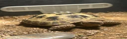 Tortoise reptiles for sale: Horsefield tortoise approx:3 years old in Biggleswade - Advert 1