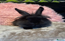 Mixed Breed rabbits for sale: Netherland dwarf and lionhead mixed bunnies - Image 17