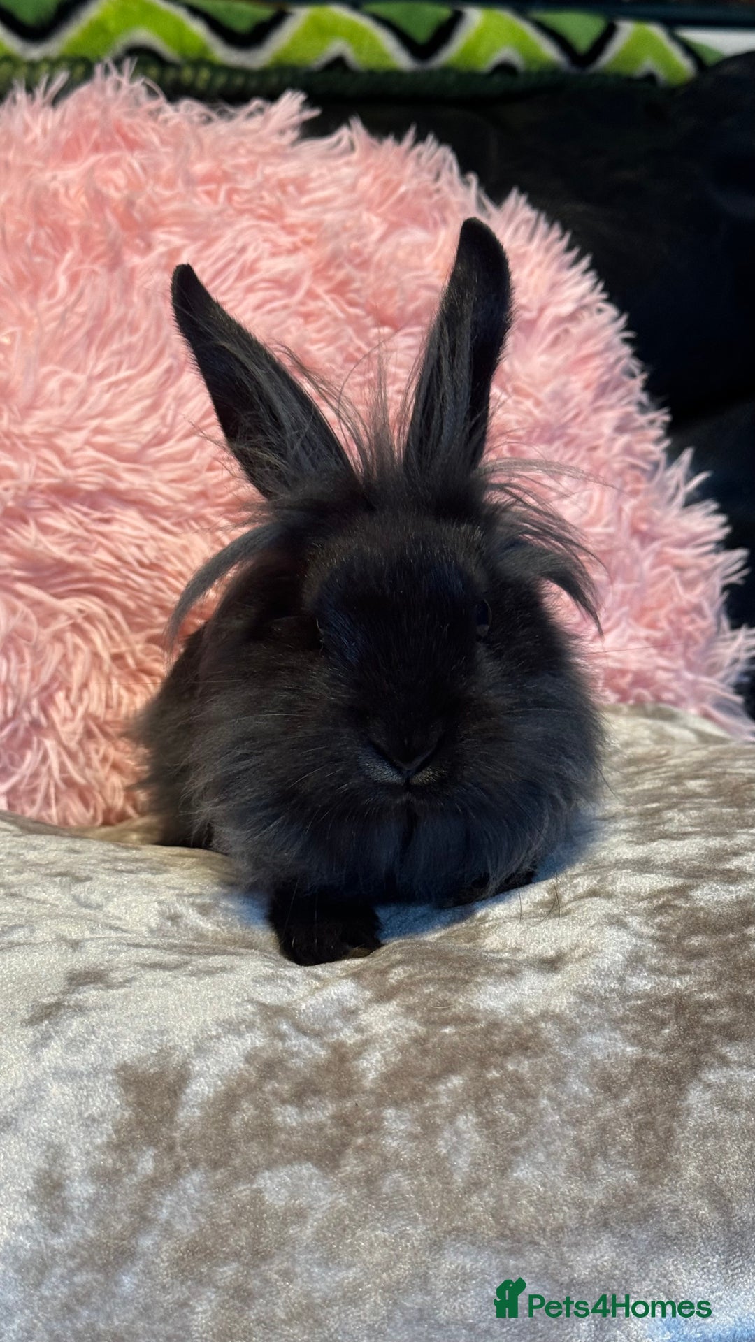 Mixed Breed rabbits for sale: Netherland dwarf and lionhead mixed bunnies - Image 17