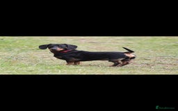 Dachshund dogs for sale: Kc registered dachshund  - Image 3