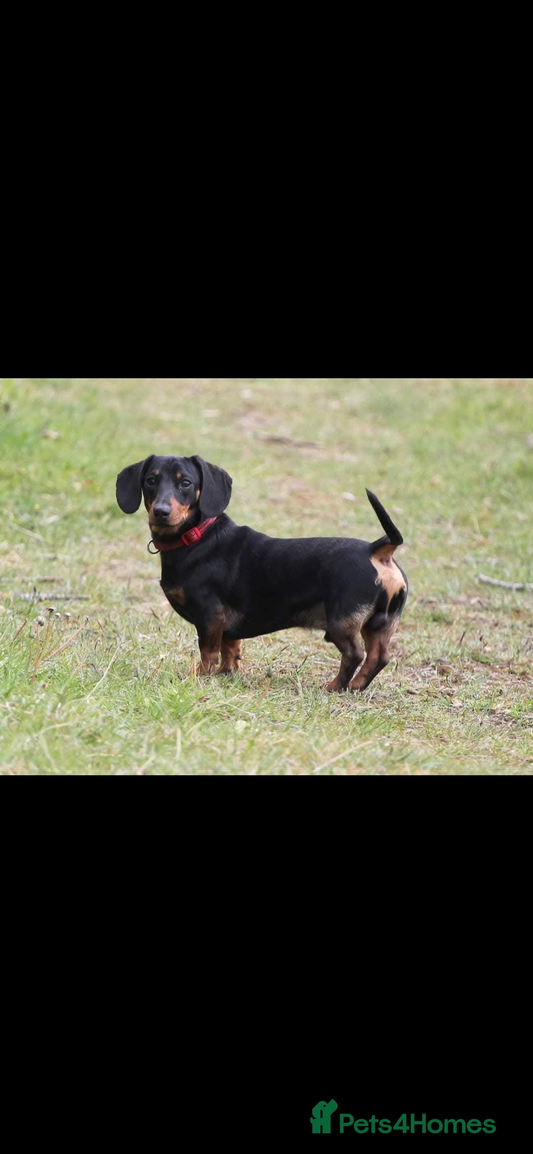 Dachshund dogs for sale: Kc registered dachshund  - Image 3