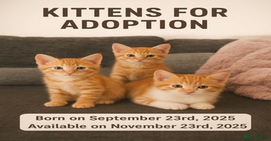 Persian cats Mix persian ginger kittens - Advert 11