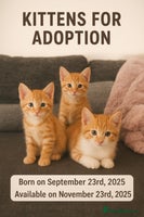 Persian cats Mix persian ginger kittens - Advert 2