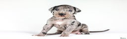 Great Dane dogs for sale: Waiting List Open - Advert 2