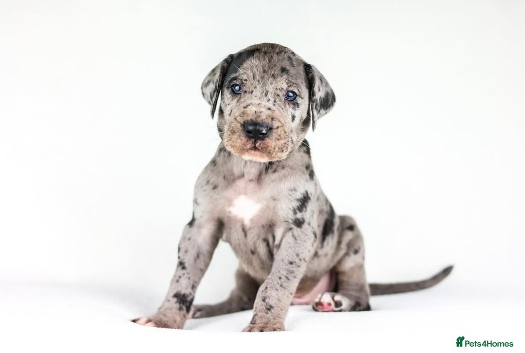 Great Dane dogs for sale: Waiting List Open - Advert 2