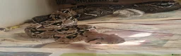 Boa Snake reptiles for sale: Male Common Boa - Advert 4