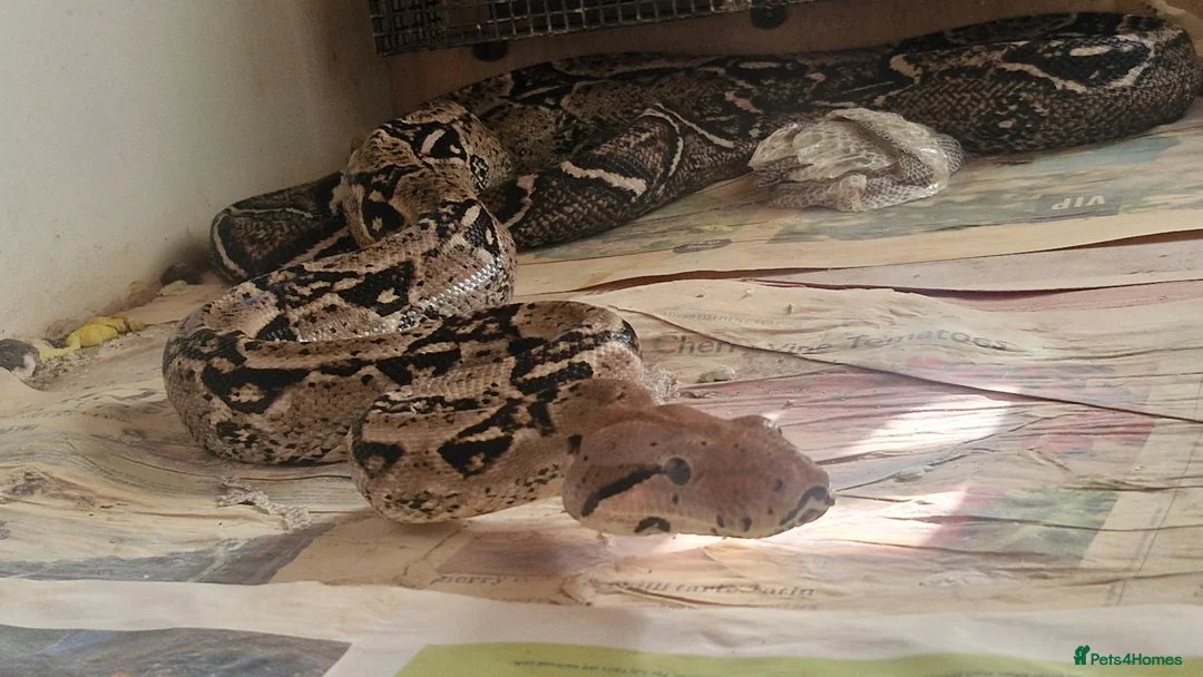Boa Snake reptiles for sale: Male Common Boa - Advert 4