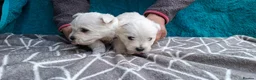 West Highland Terrier dogs for sale: Stunning West Highland Terrier Puppies - Advert 9