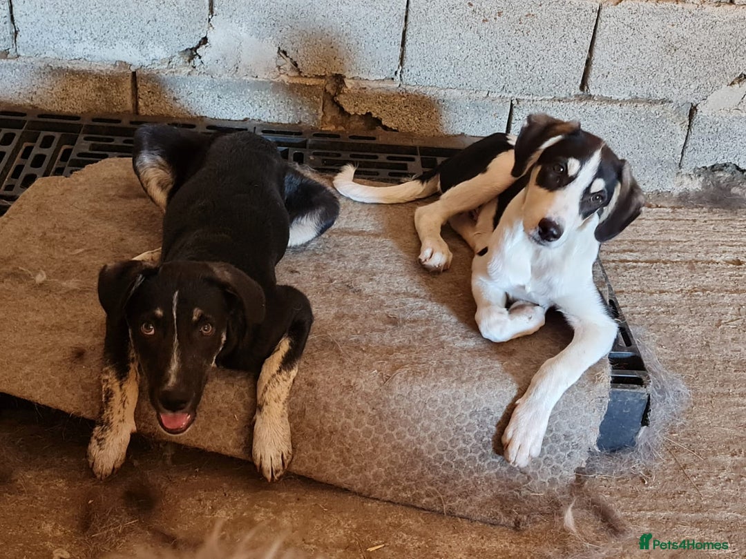 Mixed Breed dogs for adoption: OTIS - a Handsome and gentle boy for a Loving Home - Image 12