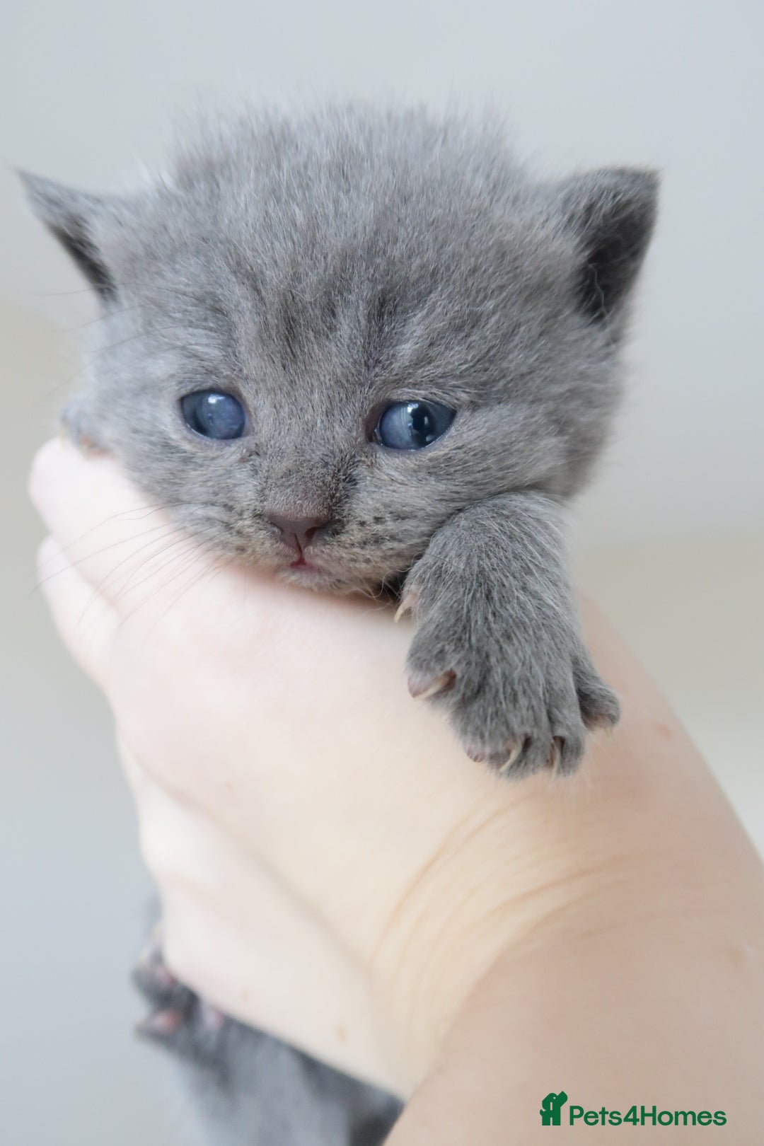 British Shorthair cats for sale: 2 left -GCCF Registered British Shorthair Kittens  - Advert 23
