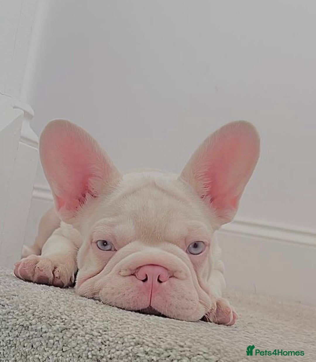 French Bulldog dogs for sale: KC reg 4 panel health test + DNA Male Frenchie Pup - Advert 25