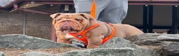 English Bulldog dogs for sale: Kc registered British bulldog puppies lilac & tan - Advert 4