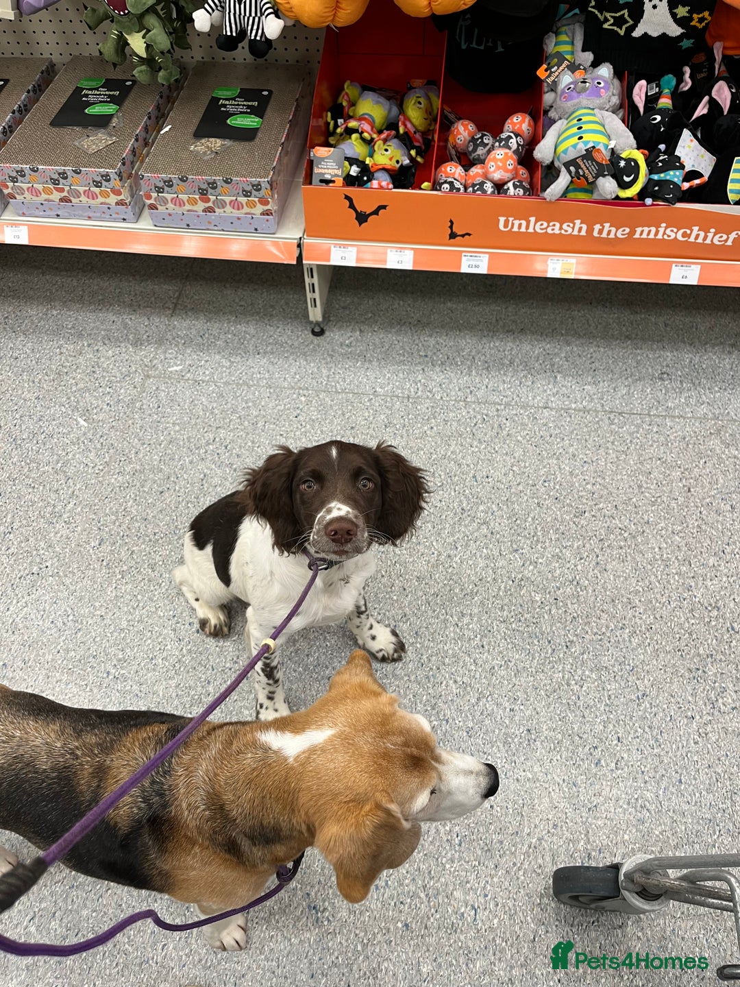 English Springer Spaniel dogs for sale: Trained Springer Puppy - Advert 10