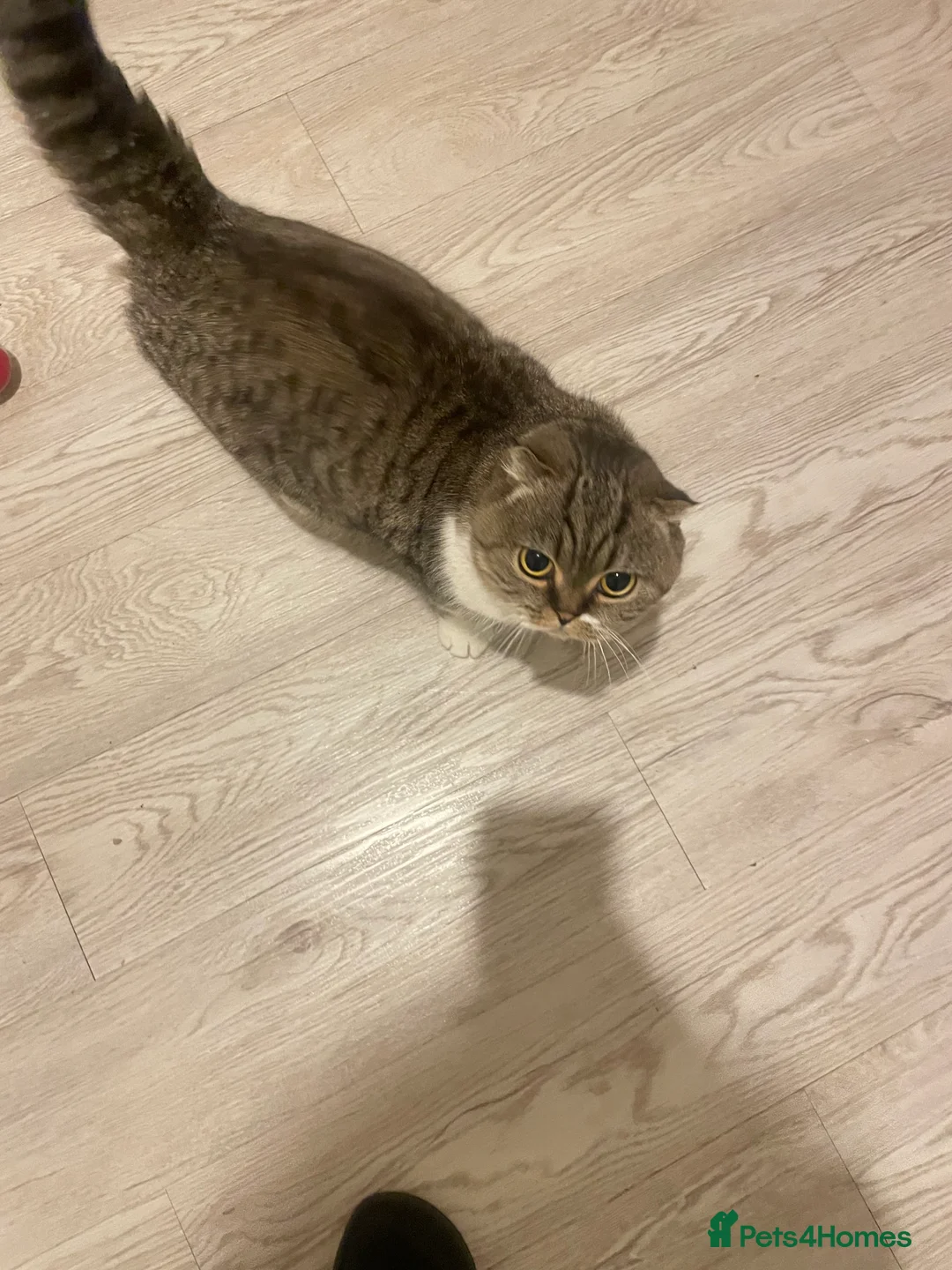 Mixed Breed cats for sale: Beautiful tabby kittens  - Advert 3