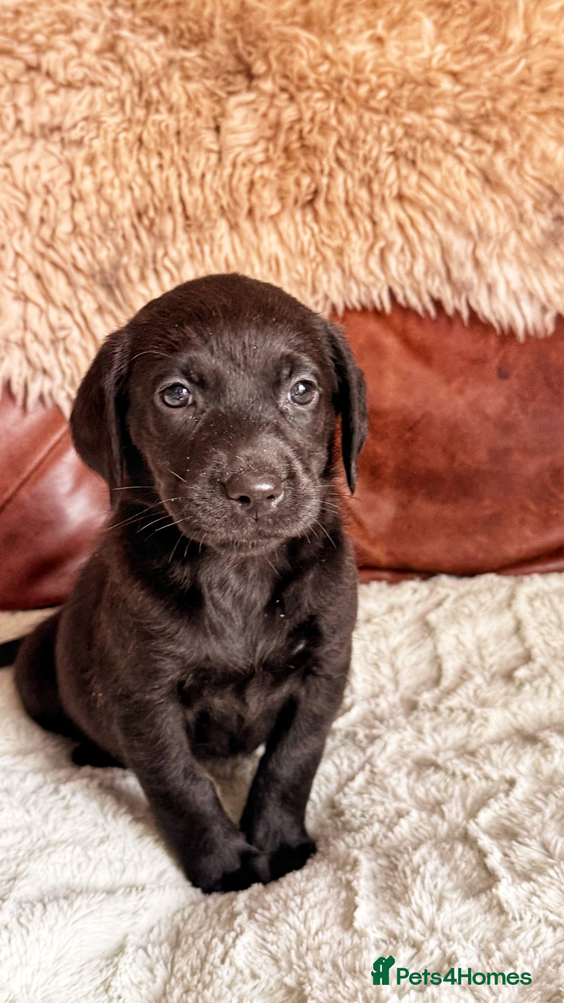 Labrador Retriever dogs Exceptional KC Reg Labrador Puppies For Sale! - Advert 2