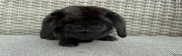Mini Lop rabbits for sale: Last 2 plush lops available to reserve - Advert 9