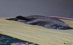 British Shorthair cats for sale: British Shorthair for Sale  - Image 3
