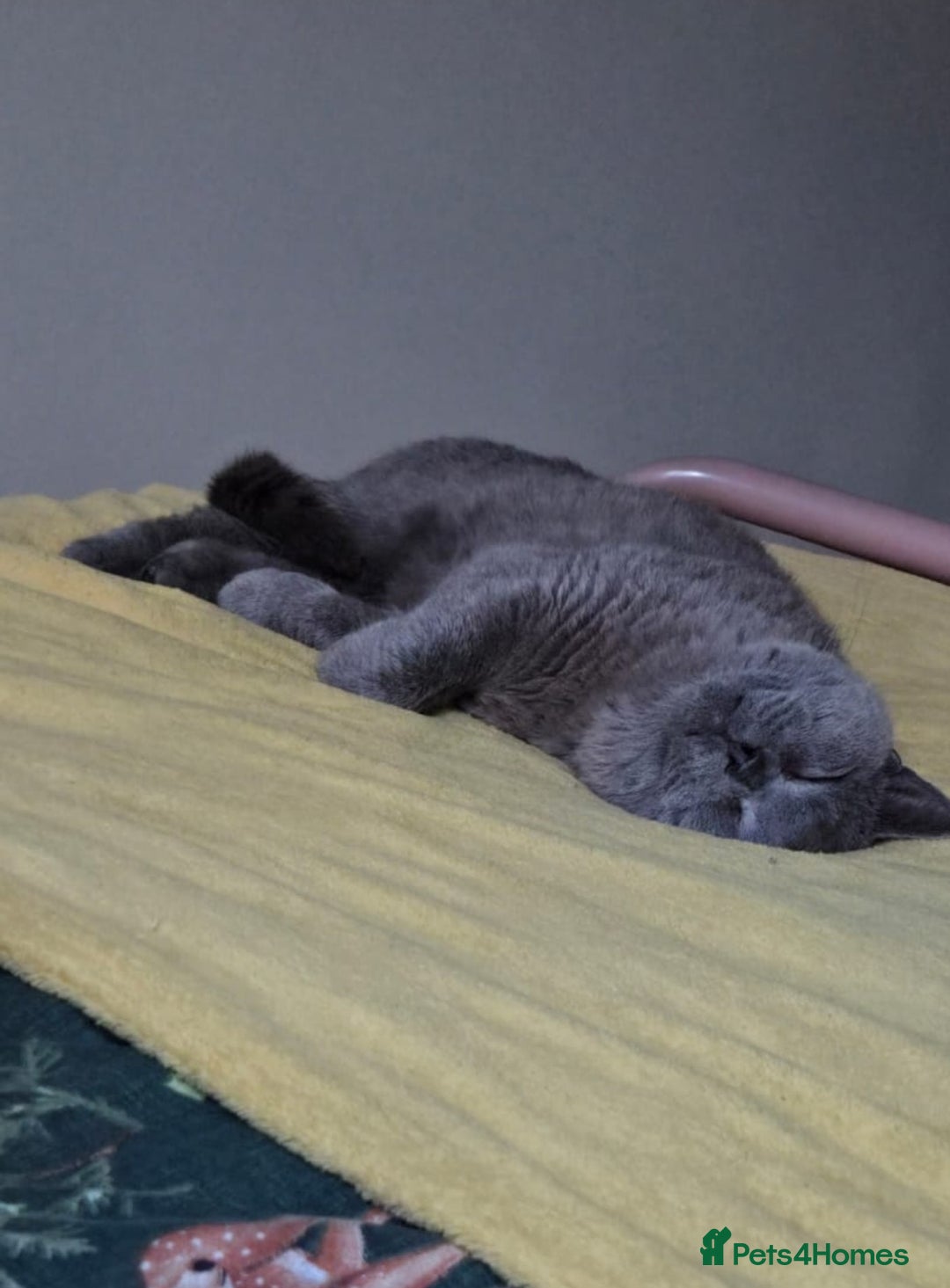 British Shorthair cats for sale: British Shorthair for Sale  - Image 3