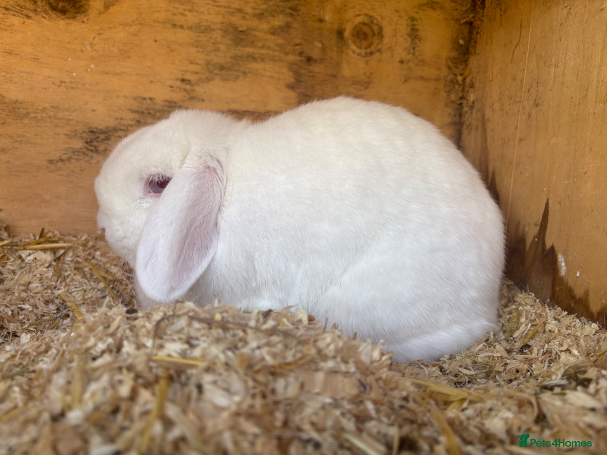 Mini Lop rabbits for sale: Breeding pair of mini lops  - Advert 1