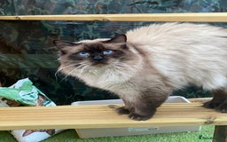 Ragdoll cats for stud: Active gccf stud chocolate carrier seal point  in Grantham - Image 18