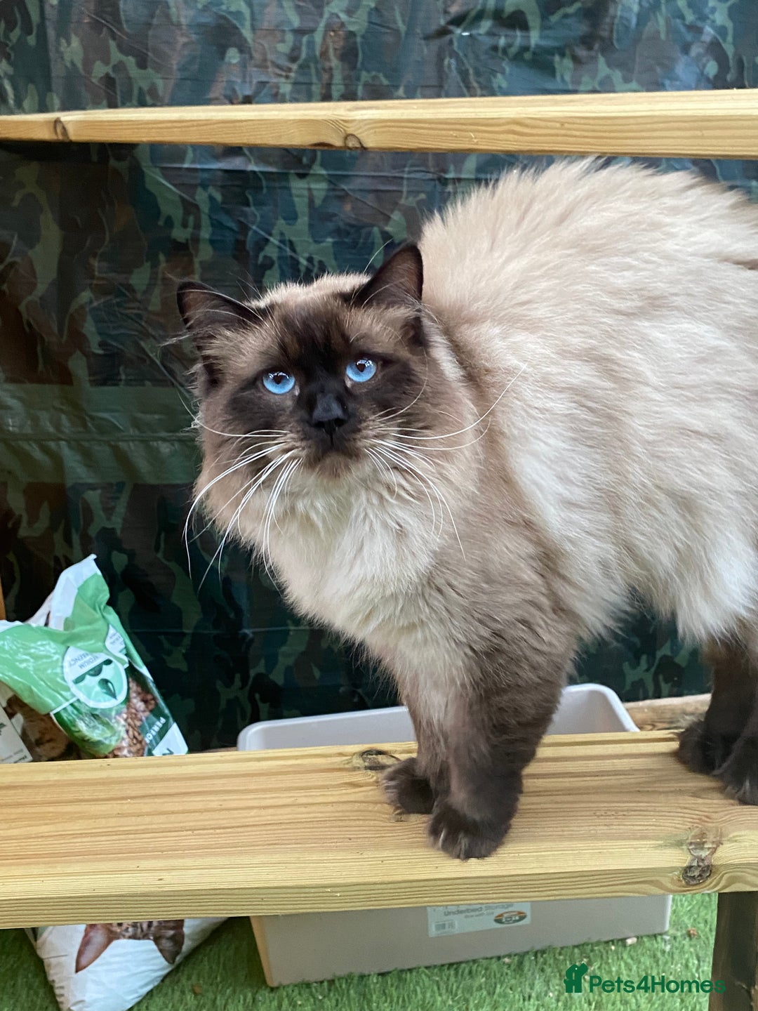 Ragdoll cats for stud: Active gccf stud chocolate carrier seal point  in Grantham - Image 18