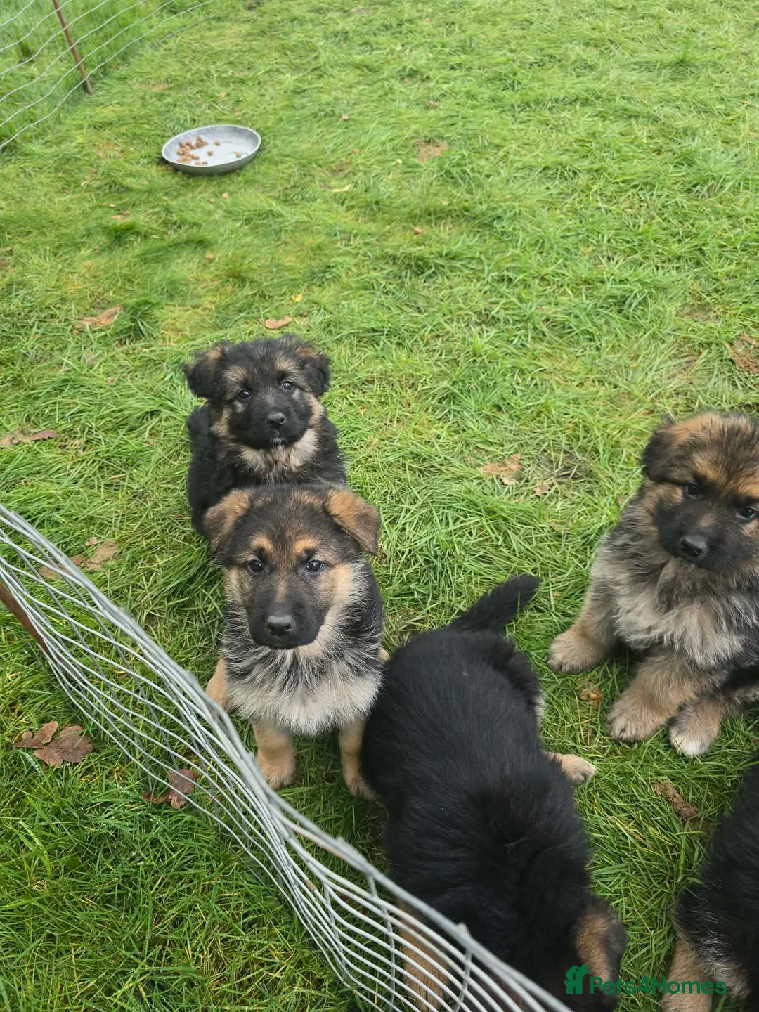 German Shepherd dogs for sale: Beautiful KC registered German Shepherd pups - Advert 2