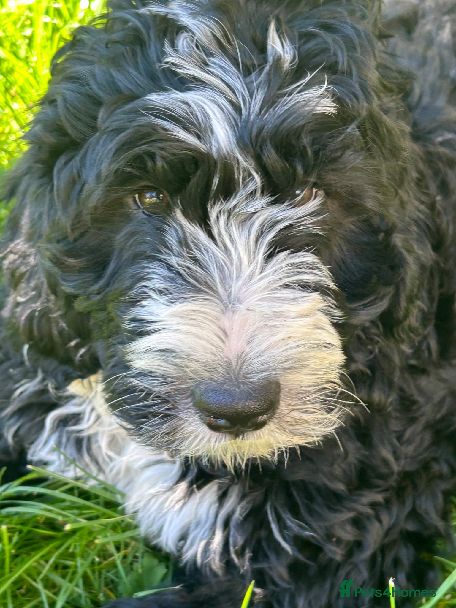 Bernedoodle dogs Beautiful Bernedoodles - Advert 2