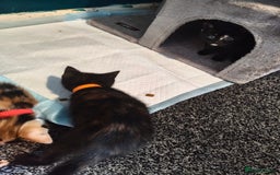 Mixed Breed cats for sale:  3 tortoise shell kittens - Image 3