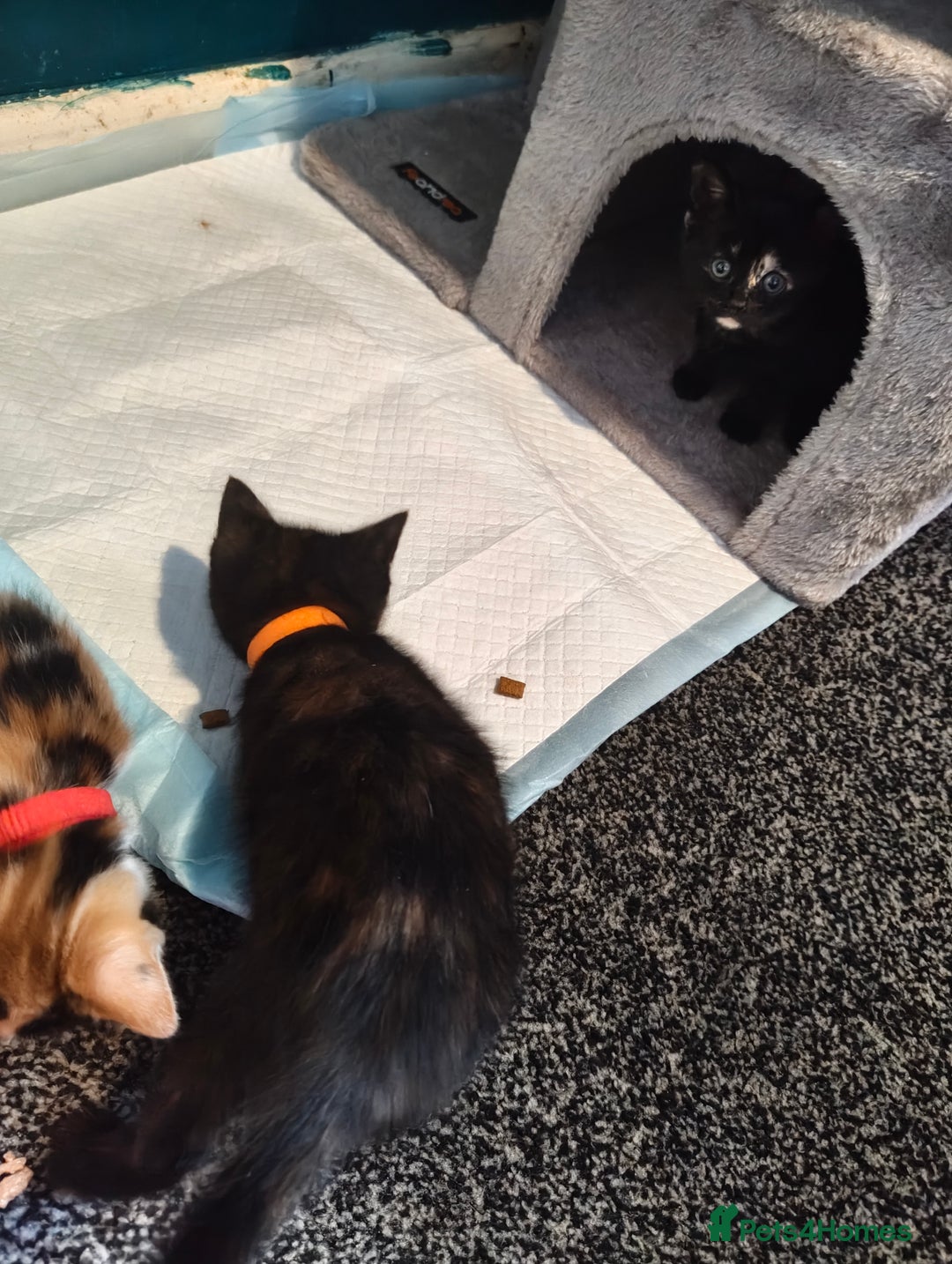 Mixed Breed cats for sale:  3 tortoise shell kittens - Image 3