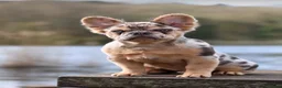 French Bulldog dogs for stud: Romeo - Choc&Tan Tweed Merle carrying testable 💖 - Advert 8
