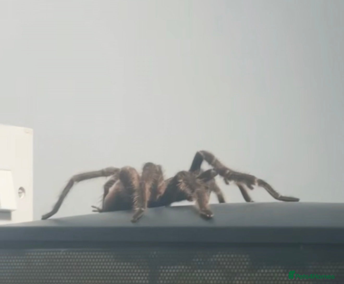 Tarantulas invertebrates for sale: Brazilian Salmon Pink Bird eater - Advert 5