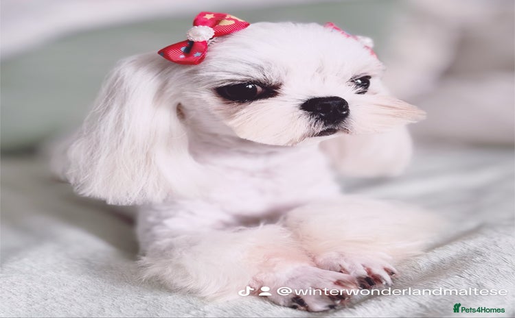 Maltese dogs - Advert 2