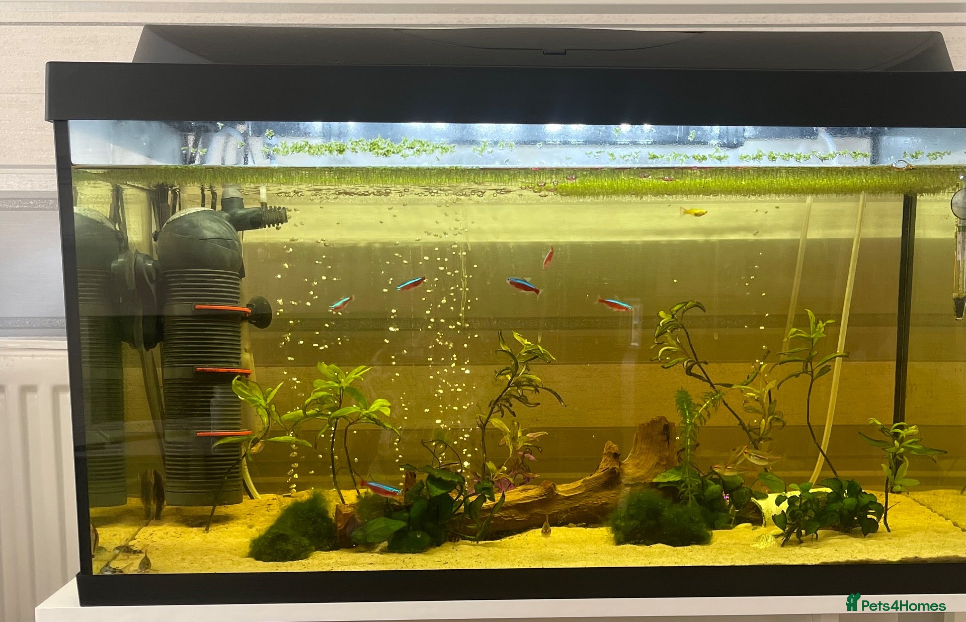Other/Mixed Breed fish 105l fish tank, heater, filter . Light and fish - Advert 6