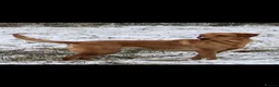 Labrador Retriever dogs for sale: Beautiful litter of KC registered Labrador Pups - Advert 8