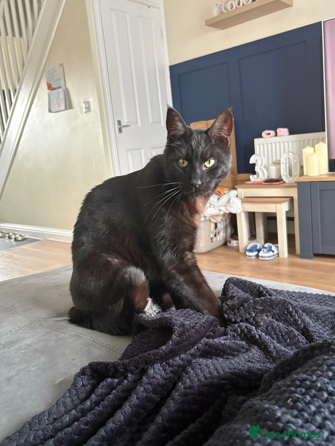 British Shorthair cats for sale: 2 Adult Cats / 1 kitten for sale - Advert 28